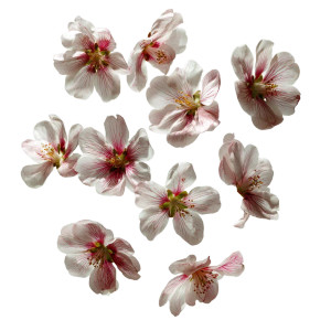 Floating Flowers Vinyl Car Decal Sticker – Waterproof & UV-Resistant Floating Flowers Vinyl Car Decal Sticker – Waterproof & UV-Resistant