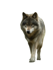 Grey Wolf Pose Vinyl Car Decal Sticker – Waterproof & UV-Resistant 
