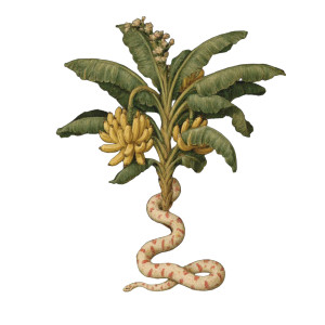 Banana Tree Snake Vinyl Car Decal Sticker – Waterproof & UV-Resistant Banana Tree Snake Vinyl Car Decal Sticker – Waterproof & UV-Resistant