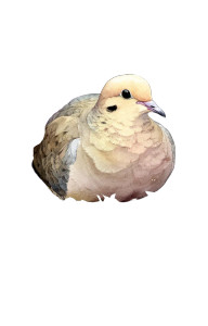 Mourning Dove Nest Vinyl Car Decal Sticker – Waterproof & UV-Resistant 