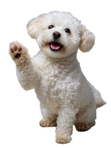 Happy Bichon Frise V3 Vinyl Car Decal Sticker – Waterproof & UV-Resistant 