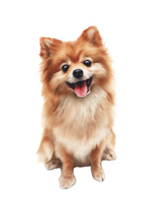 Happy Pomeranian Vinyl Car Decal Sticker – Waterproof & UV-Resistant 