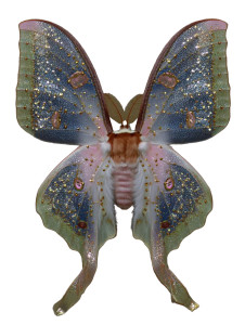 Luna Moth V3 Vinyl Car Decal Sticker – Waterproof & UV-Resistant 