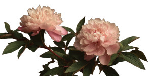 Pink Peonies Bloom V3 Vinyl Car Decal Sticker – Waterproof & UV-Resistant Pink Peonies Bloom V3 Vinyl Car Decal Sticker – Waterproof & UV-Resistant