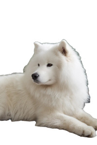 Groomed Samoyed Vinyl Car Decal Sticker – Waterproof & UV-Resistant  Groomed Samoyed Vinyl Car Decal Sticker – Waterproof & UV-Resistant