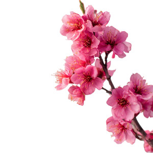 Blossom Tree Flowers Vinyl Car Decal Sticker – Waterproof & UV-Resistant 