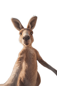 Giant Kangaroo Selfie Vinyl Car Decal Sticker – Waterproof & UV-Resistant 
