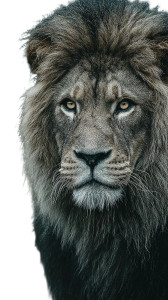 Majestic Lion Portrait V5 Vinyl Car Decal Sticker – Waterproof & UV-Resistant Majestic Lion Portrait V5 Vinyl Car Decal Sticker – Waterproof & UV-Resistant