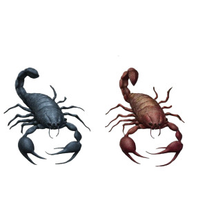 Scorpio Transformations Vinyl Car Decal Sticker – Waterproof & UV-Resistant 