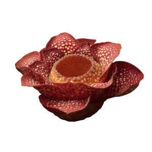 Rafflesia Flower Vinyl Car Decal Sticker – Waterproof & UV-Resistant 