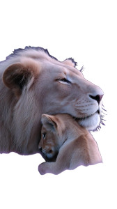 Lion Family Hug Vinyl Car Decal Sticker – Waterproof & UV-Resistant 