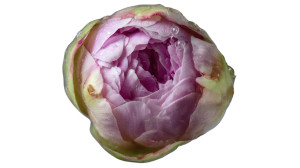 Blooming Peony Closeup V2 Vinyl Car Decal Sticker – Waterproof & UV-Resistant 