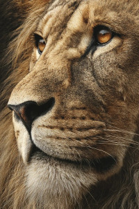 Lion Portrait V6 Vinyl Car Decal Sticker – Waterproof & UV-Resistant 