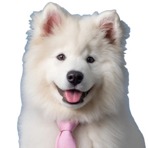 Cheerful Samoyed Puppy Vinyl Car Decal Sticker – Waterproof & UV-Resistant Cheerful Samoyed Puppy Vinyl Car Decal Sticker – Waterproof & UV-Resistant