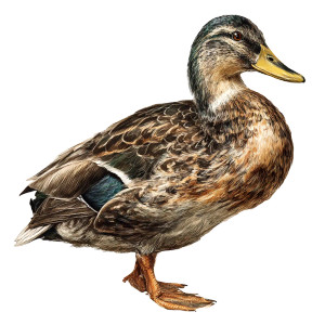 Realistic Duck Vinyl Car Decal Sticker – Waterproof & UV-Resistant 