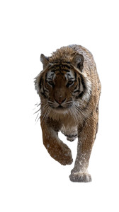 Storm-Running Tiger Vinyl Car Decal Sticker – Waterproof & UV-Resistant 