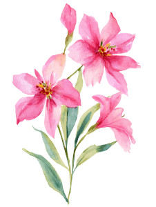 Pink Habicious Flower Vinyl Car Decal Sticker – Waterproof & UV-Resistant 