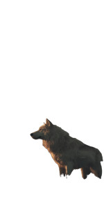 Thunderwolf Vinyl Car Decal Sticker – Waterproof & UV-Resistant 