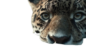 Hypertechnical Jaguar Vinyl Car Decal Sticker – Waterproof & UV-Resistant 