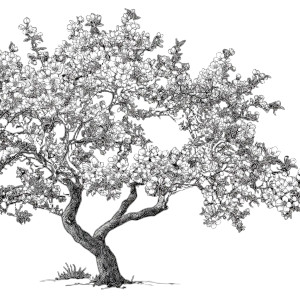 Peach Blossom Tree V2 Vinyl Car Decal Sticker – Waterproof & UV-Resistant 