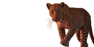 African Leopard Walking Vinyl Car Decal Sticker – Waterproof & UV-Resistant African Leopard Walking Vinyl Car Decal Sticker – Waterproof & UV-Resistant