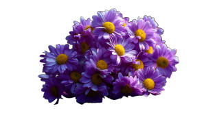 Chamomile Bouquet Vinyl Car Decal Sticker – Waterproof & UV-Resistant  Chamomile Bouquet Vinyl Car Decal Sticker – Waterproof & UV-Resistant