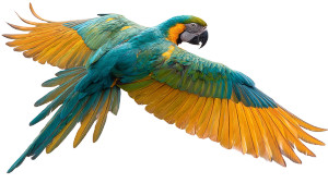 Colorful Parrot Flying Vinyl Car Decal Sticker – Waterproof & UV-Resistant 