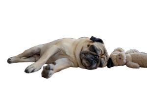 Sleeping Pug Pose Vinyl Car Decal Sticker – Waterproof & UV-Resistant 