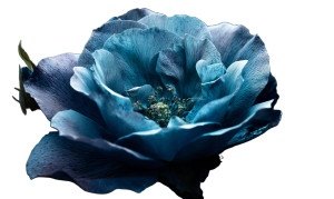 Blue Rose V2 Vinyl Car Decal Sticker – Waterproof & UV-Resistant 