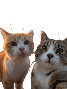 Cats With Fuji Vinyl Car Decal Sticker – Waterproof & UV-Resistant 