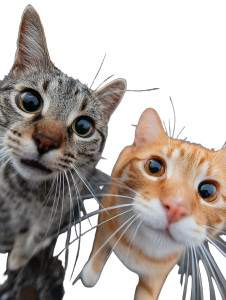 Cats Taking Selfie V3 Vinyl Car Decal Sticker – Waterproof & UV-Resistant 