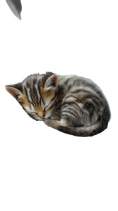 Sleeping Tabby Kitten Vinyl Car Decal Sticker – Waterproof & UV-Resistant Sleeping Tabby Kitten Vinyl Car Decal Sticker – Waterproof & UV-Resistant
