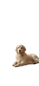Golden Retriever Relaxing V2 Vinyl Car Decal Sticker – Waterproof & UV-Resistant Golden Retriever Relaxing V2 Vinyl Car Decal Sticker – Waterproof & UV-Resistant