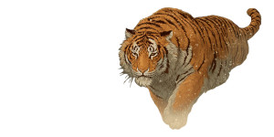 Japanese Snow Tiger Vinyl Car Decal Sticker – Waterproof & UV-Resistant 