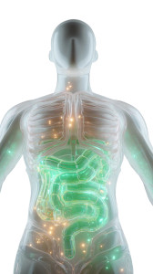 Glowing Anatomical Torso Vinyl Car Decal Sticker – Waterproof & UV-Resistant 