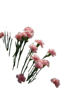 Pink Carnations Riverside Vinyl Car Decal Sticker – Waterproof & UV-Resistant 