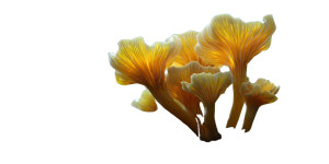 Magical Yellow Mushroom Vinyl Car Decal Sticker – Waterproof & UV-Resistant 