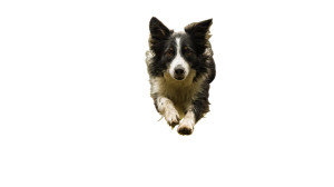 Flying Border Collie Vinyl Car Decal Sticker – Waterproof & UV-Resistant 