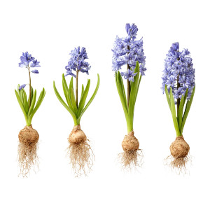 Hyacinth Growth Stages V2 Vinyl Car Decal Sticker – Waterproof & UV-Resistant 