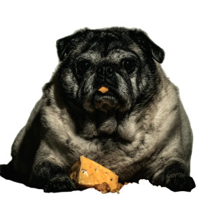 Obese Pug Eating Vinyl Car Decal Sticker – Waterproof & UV-Resistant Obese Pug Eating Vinyl Car Decal Sticker – Waterproof & UV-Resistant