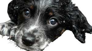 Playful Spaniel Puppy Vinyl Car Decal Sticker – Waterproof & UV-Resistant 