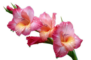 Pink Gladiolus Dewdrops Vinyl Car Decal Sticker – Waterproof & UV-Resistant 