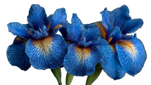 Blue Iris Flowers Vinyl Car Decal Sticker – Waterproof & UV-Resistant Blue Iris Flowers Vinyl Car Decal Sticker – Waterproof & UV-Resistant