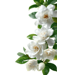 Gardenia Flowers Vinyl Car Decal Sticker – Waterproof & UV-Resistant Gardenia Flowers Vinyl Car Decal Sticker – Waterproof & UV-Resistant