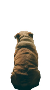 British Bulldog Fridge Vinyl Car Decal Sticker – Waterproof & UV-Resistant 