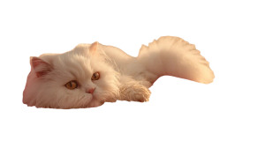 Persian Cat Lounging Vinyl Car Decal Sticker – Waterproof & UV-Resistant 
