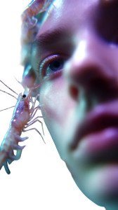 Vibrant Shrimp Movement Vinyl Car Decal Sticker – Waterproof & UV-Resistant 