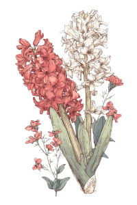 Vintage Hyacinths Illustration Vinyl Car Decal Sticker – Waterproof & UV-Resistant 