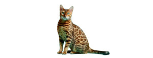 Bengal Cat Among Boxes Vinyl Car Decal Sticker – Waterproof & UV-Resistant 