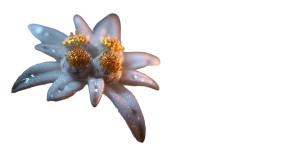 Edelweiss Flowers Vinyl Car Decal Sticker – Waterproof & UV-Resistant 